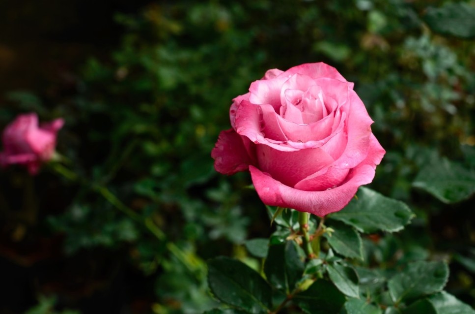 Как вырастить розу в горшке? Секреты успеха 2 как вырастить розу из семян