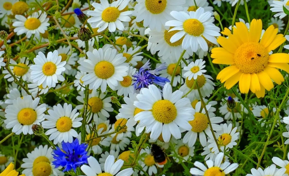 Как вырастить ромашки из семян? Полное руководство 1 как вырастить ромашки из семян