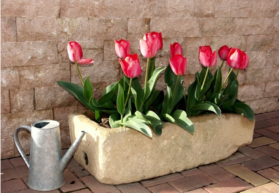 Живописный голландский сад на Вашем участке 3 Как вырастить тюльпаны в горшке