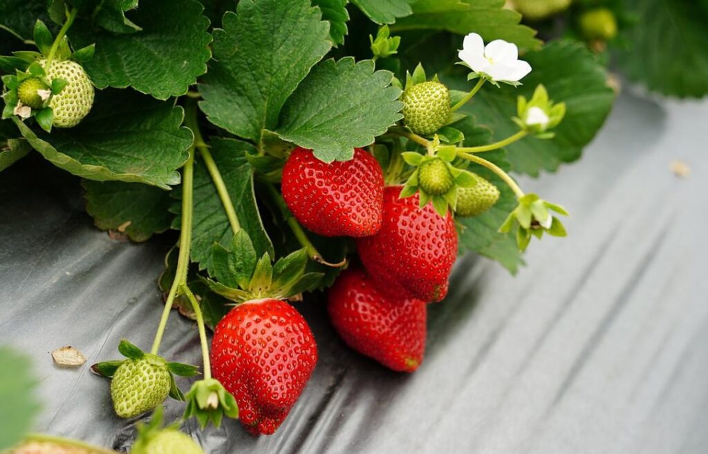 Как правильно выращивать клубнику? 2 как правильно выращивать клубнику