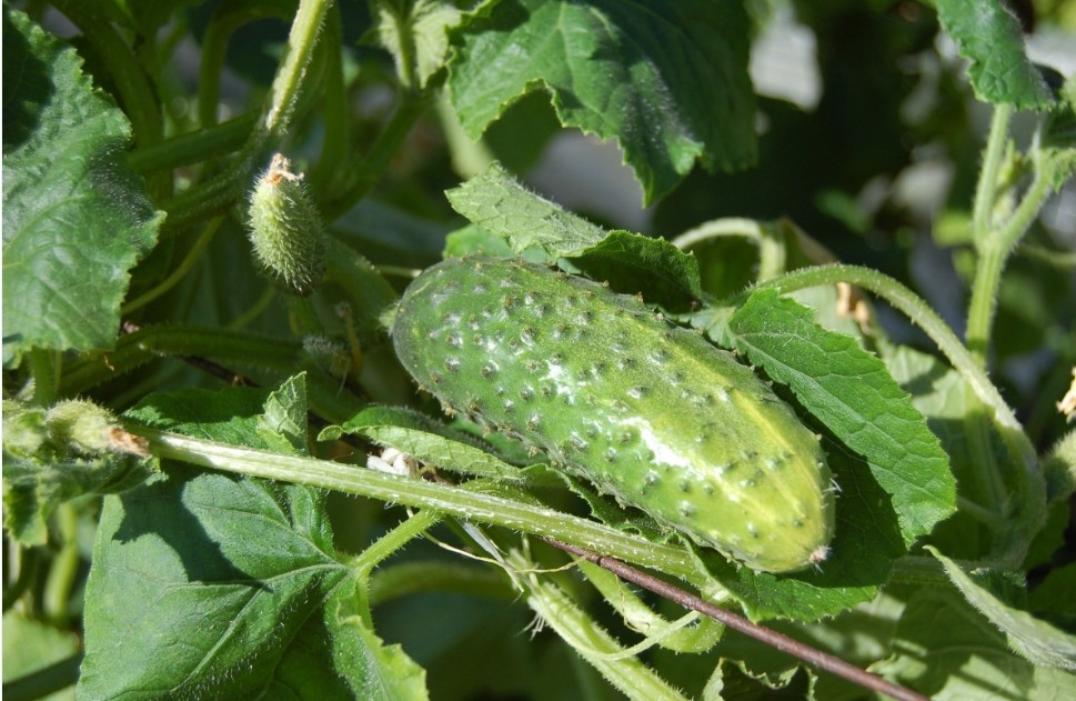 Как правильно выращивать огурцы? 1 как правильно выращивать огурцы