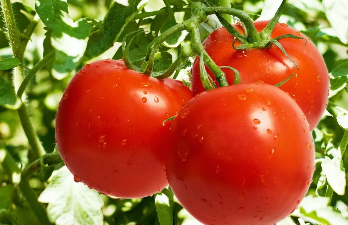 Уютный дом и сад 28 как правильно выращивать помидоры