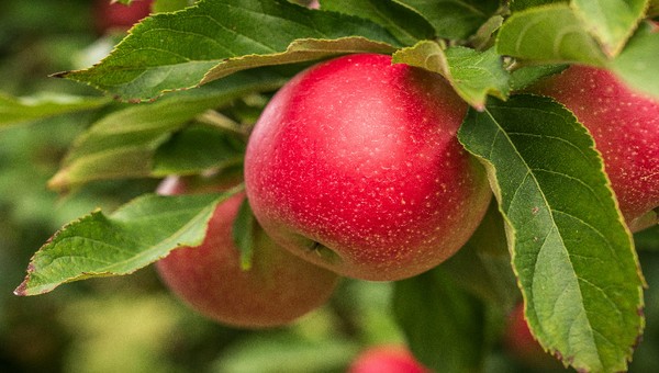 Выращивание яблок. Правильный уход за яблоней 1 все про сад и огород, Выращивание яблок. Правильный уход за яблоней