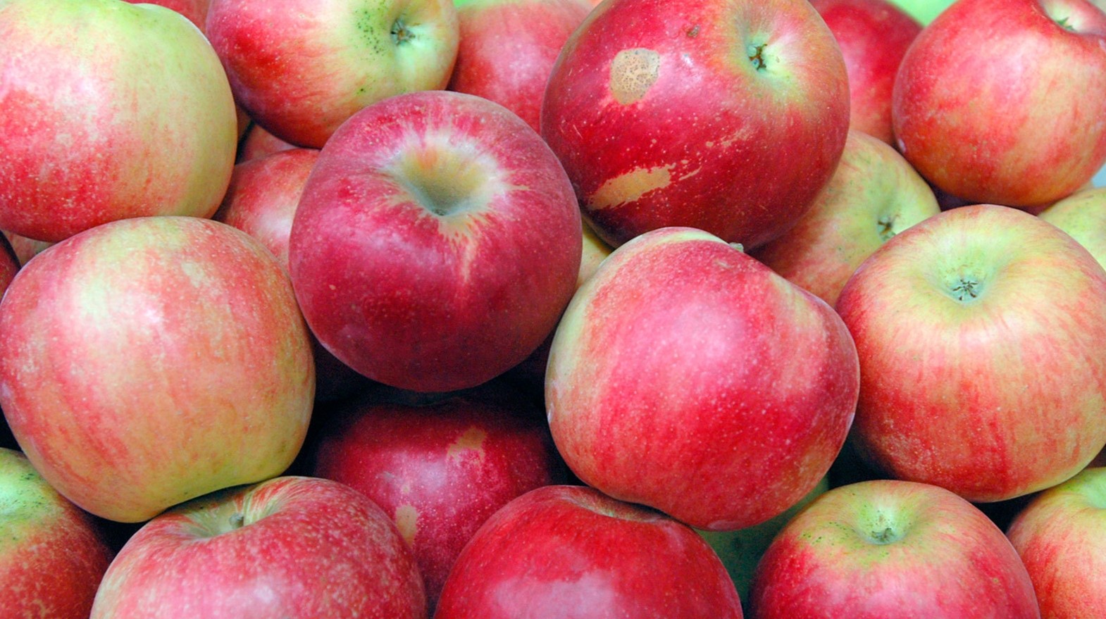 Выращивание яблок. Правильный уход за яблоней 7 snimok ekrana 8 7 2025 141532 www.flickr.com