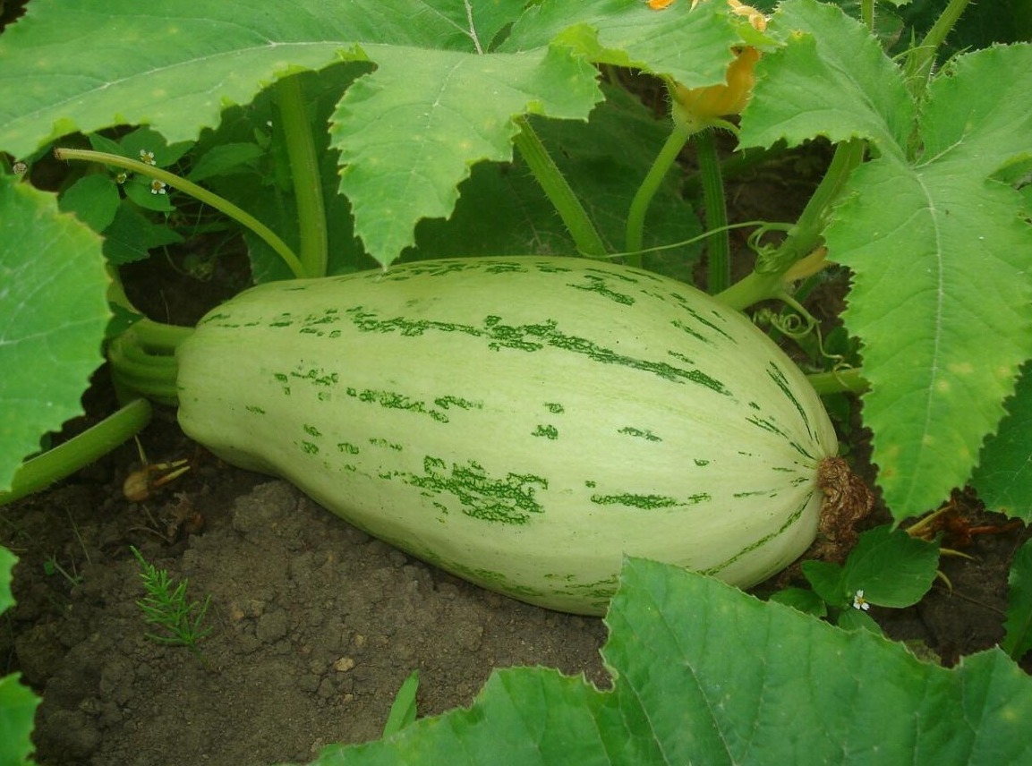Как выращивать кабачки правильно? 1 как выращивать кабачки