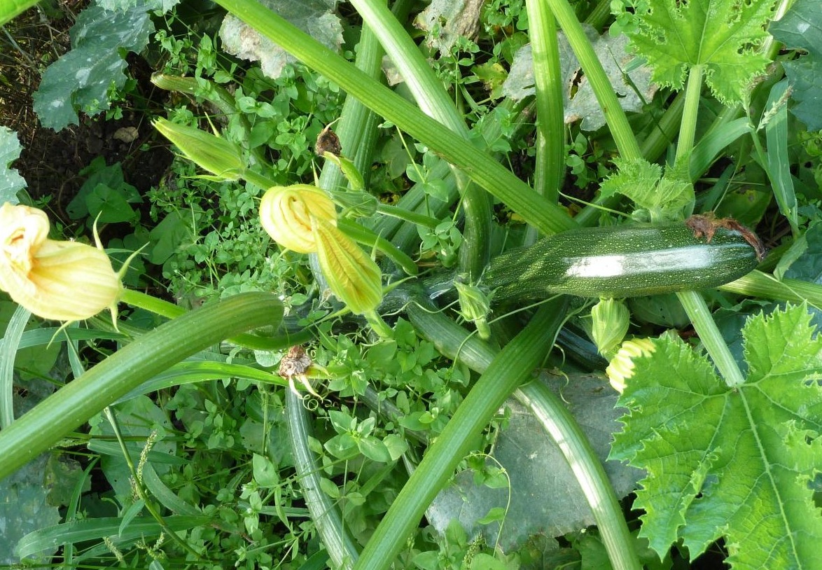как выращивать кабачки